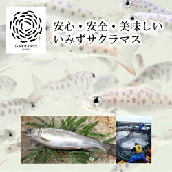 【ふるさと納税】いみずサクラマス 2枚入と昆布〆2パックのセット　【魚介類 魚 サクラマス 安心 安全 業務用 高級魚 桜色 昆布 昆布〆】 画像2