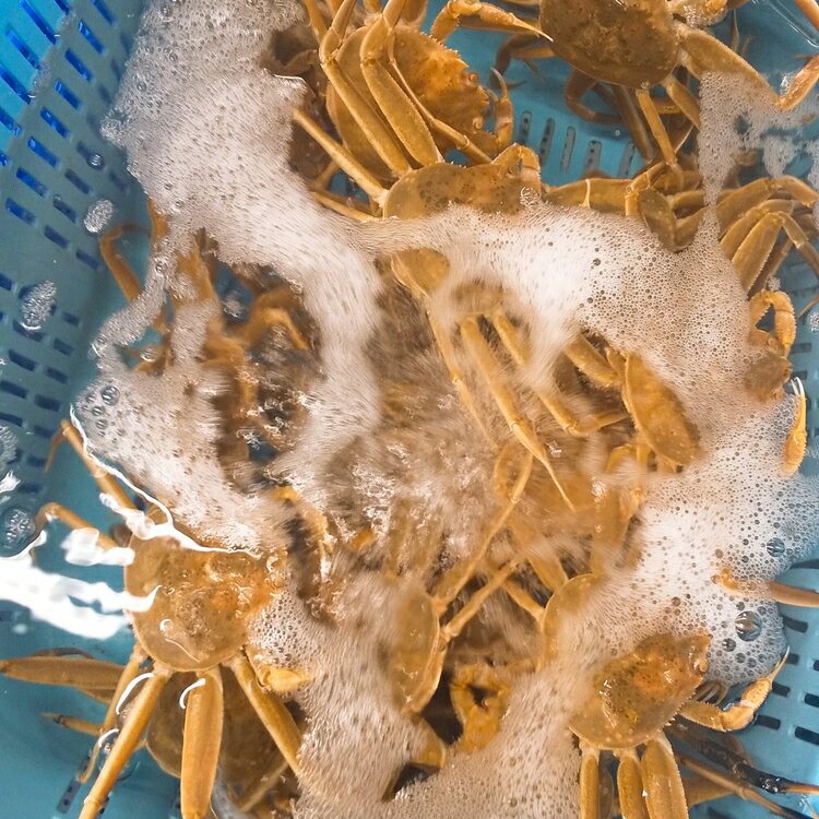 【ふるさと納税】【伍右衛門】新湊産香箱がに4～6尾（計約700g）｜海鮮 お祝い 集まり ズワイガニ 雌 冬の味覚 茹でたて 新鮮 国産 富山県産 ※離島への配送不可 ※2025年11月上旬～12月中旬頃 ※発送まで1か月以上かかる場合があります。