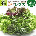 【ふるさと納税】【6回定期便】富山のおいしい水で生産した安心野菜（6袋）[北陸機材 富山県 舟橋村 57050149] 野菜 野菜セット フラワーリーフ フリルレタス マルチレタス 水耕栽培 定期便