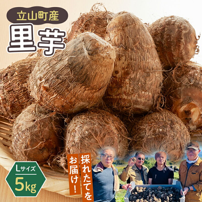 【ふるさと納税】【2025年予約】立山町産里芋 Lサイズ 5kg さといも 里いも 芋 いも 野菜 根菜 立山町 F6T-726
