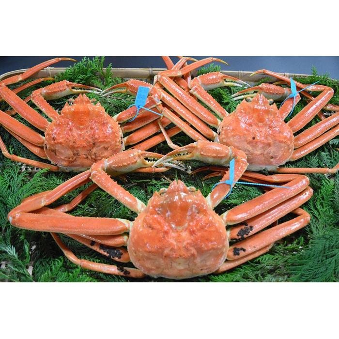 【ふるさと納税】【訳あり】金沢港より直送！サイズおまかせボイル加能ガニ3杯セット | 蟹 魚介類 水産 食品 人気 おすすめ 送料無料のサムネイル