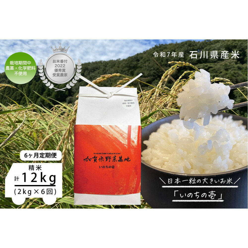 【ふるさと納税】《令和7年産 新米》【6ヶ月定期便】【お米番付優秀賞受賞農家】日本一粒の大きいお米『いのちの壱』白米2kg×6回 | 金沢市 お米 いのちの壱 おすすめ 人気 送料無料(4)