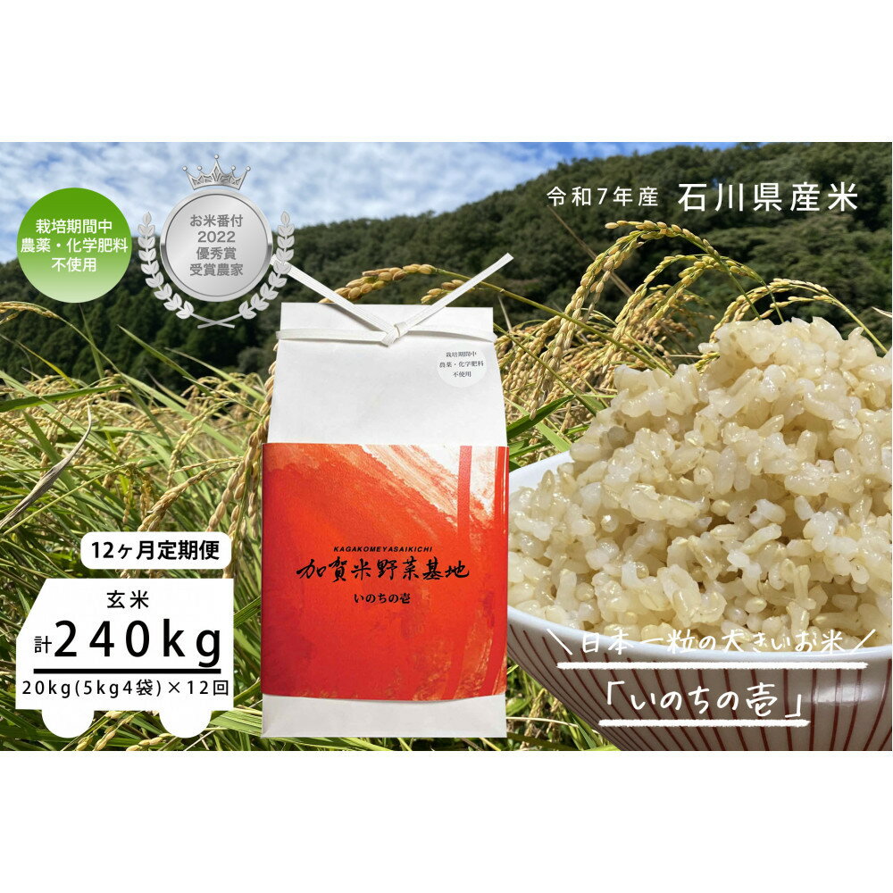【ふるさと納税】【12ヶ月定期便】【お米番付優秀賞受賞農家】日本一粒の大きいお米『いのちの壱』玄米20kg×12回 | 金沢市 お米 いのちの壱 おすすめ 人気...