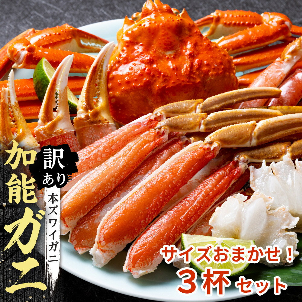 【ふるさと納税】【訳あり】金沢港より直送!サイズおまかせボイル加能ガニ 3杯セット | 蟹 魚介類 水産 食品 人気 おすすめ 送料無料