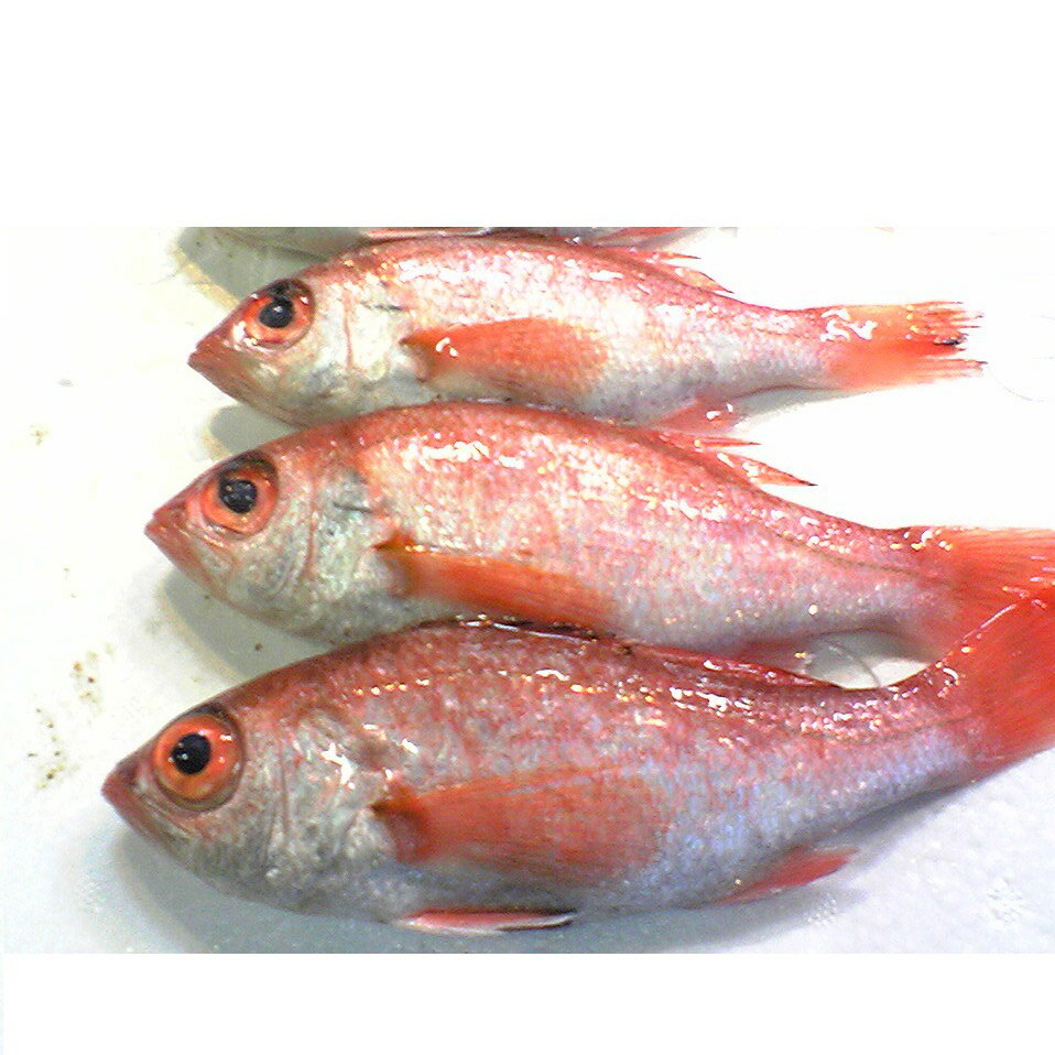 高級魚 のどぐろ の旬を産地ごとに徹底解説 おいしい食べ方も Jouer ジュエ