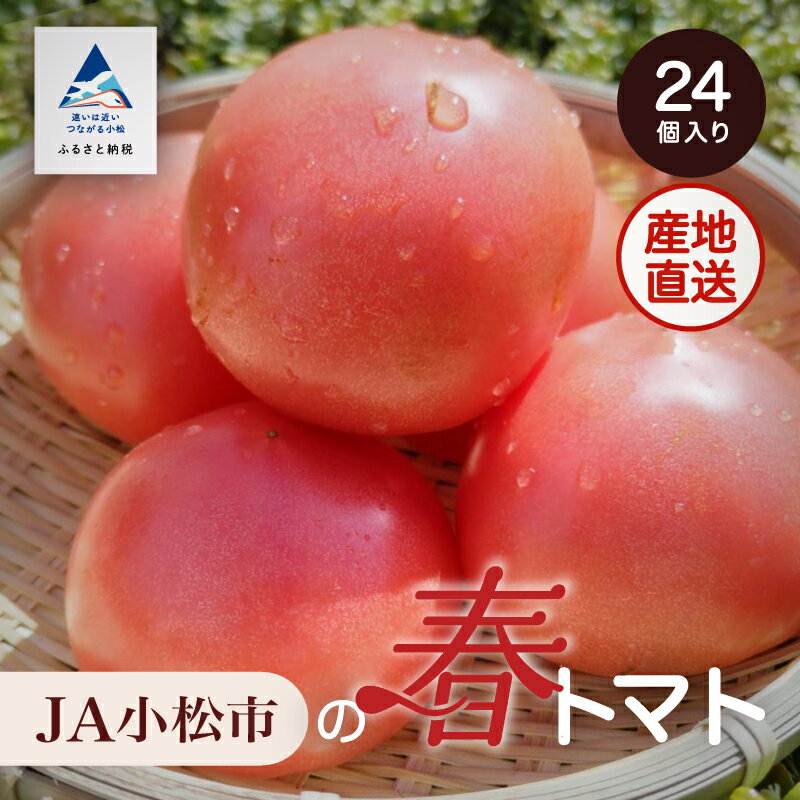 【ふるさと納税】 JA小松市の春トマト ( 24個 ) トマ