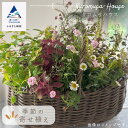 【ふるさと納税】季節の寄せ植え《籐籠》植え込み 花植え 大人かわいい プレゼント インテリア 玄関 大人カラー ハイセンス 花 お花 ギフト 小松市 石川県 026028【クロムサハウス】