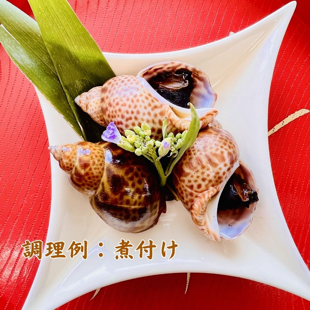 【ふるさと納税】【季節限定】活黒ばい貝1kg 貝 海鮮 あずき貝 | 石川県 小松市 石川県漁業協同組合小松支所 bo003n00 f172031-komatsu-10002004 石川県小松市 サンプル画像2