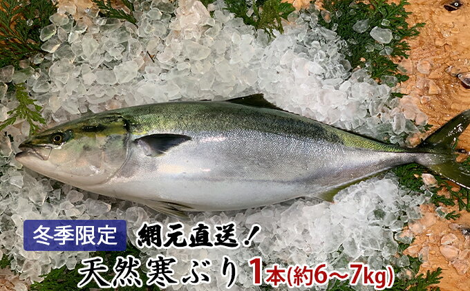 【ふるさと納税】【冬季限定】網元直送！天然能登寒ぶり1本（約6〜7kg）　【魚介類・天然・活〆・ぶり・直送】　お届け：2022年11月上旬〜2月末