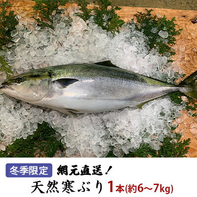 【ふるさと納税】【冬季限定】網元直送！天然能登寒ぶり1本（約6〜7kg）　【魚介類・天然・活〆・ぶり・直送】　お届け：2022年11月上旬〜2月末