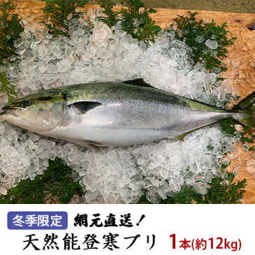 【ふるさと納税】【冬季限定】網元直送！天然能登寒ブリ1本（約12kg）　【魚介類・天然・活〆・ぶり・直送】　お届け：2022年11月上旬〜2月末