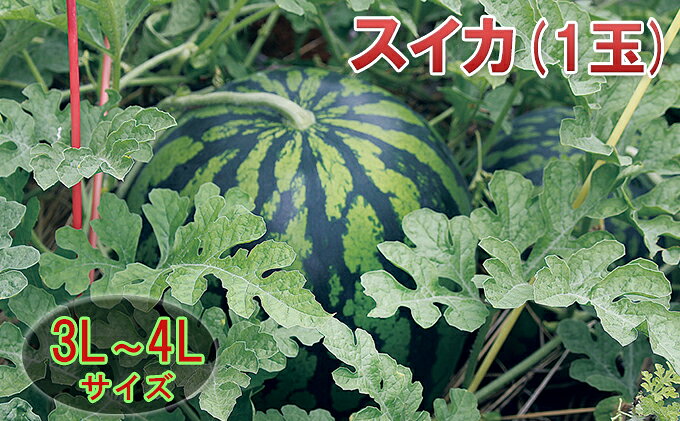 【ふるさと納税】【在庫数限定】スイカ（1玉）約8kg以上 果物類 　お届け：8月上旬～中旬にかけて発送