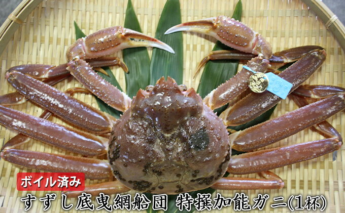 【ふるさと納税】【納品日指定不可】すずし底曳網船団 特撰加能ガニ（1杯）　ボイル済み　お届け：12月以降順次出荷
