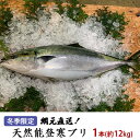 【ふるさと納税】【冬季限定】網元直送！天然能登寒ブリ1本（約12kg）　【魚介類・天然・活〆・ぶり・直送】　お届け：2023年11月上旬～2月