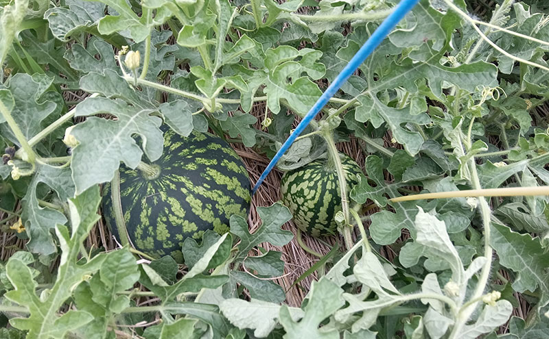 【ふるさと納税】西瓜（スイカ）/赤土　金色羅皇 果物 くだもの デザート 石川県 ...