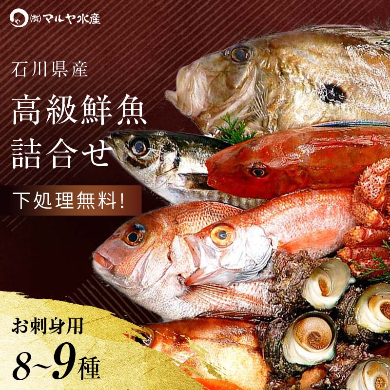 旬の鮮魚詰合せ 8〜9種 下処理済み 旬 獲れたて 鮮魚 刺身用 詰合せ セット 海産物 海の幸 魚 魚介 おかず おつまみ 肴 国産 食品 能登半島地震復興支援