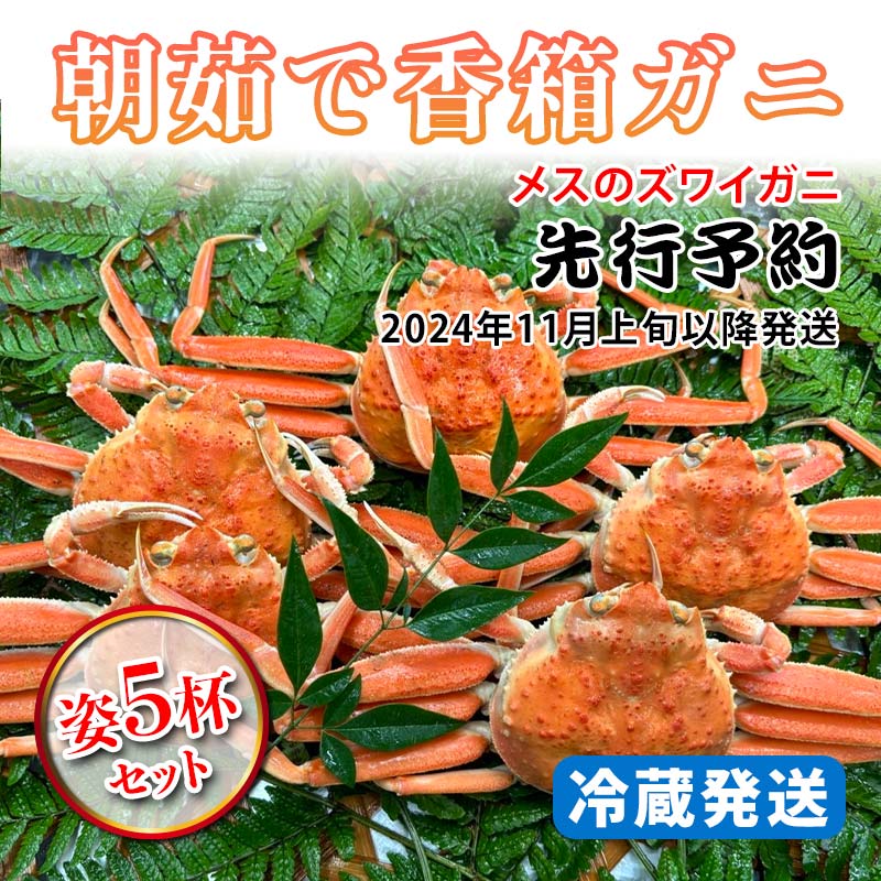 【ふるさと納税】【先行予約】【冷蔵発送】朝茹で香箱ガニ（メスのズワイガニ）姿5杯セット 2024年11月上旬以降発送｜石川県 加賀市 国..