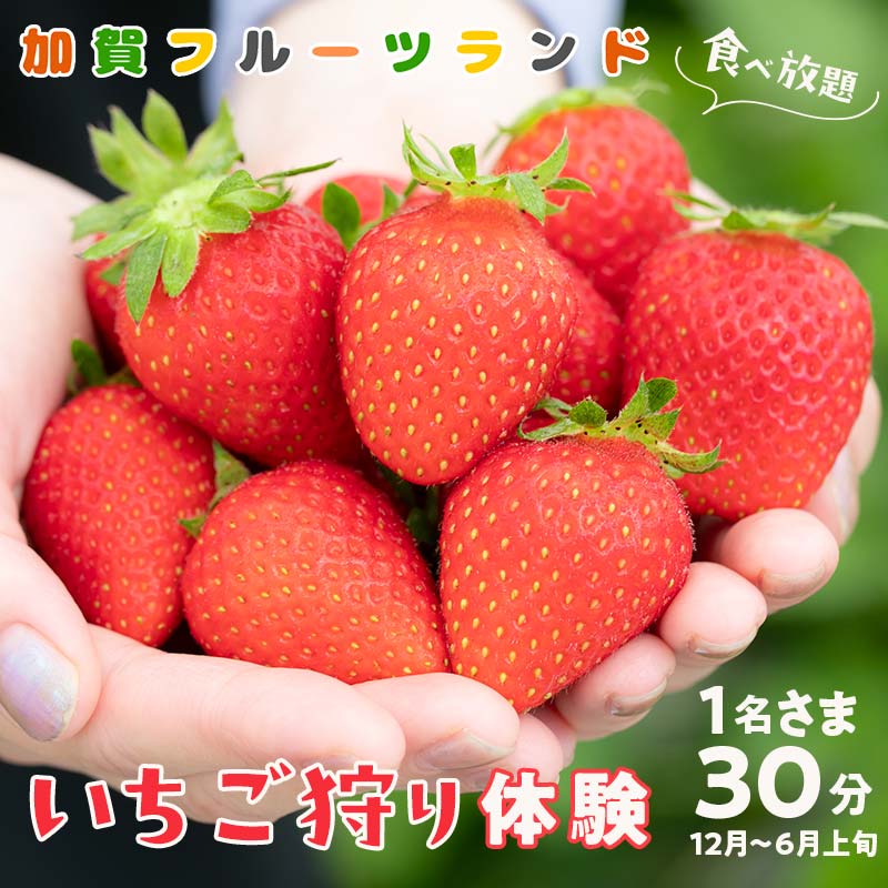 いちご狩り体験 食べ放題 1名様分 いちご狩り フルーツ狩り くだもの狩り もぎたて いちご イチゴ 苺 フルーツ 果物 くだもの 体験 能登半島地震復興支援