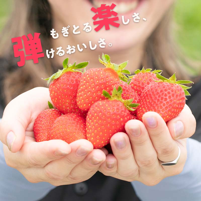 【ふるさと納税】いちご狩り体験 食べ放題 1名様分 いちご狩り フルーツ狩り くだもの狩り もぎたて いちご イチゴ 苺 フルーツ 果物 くだもの 体験 能登半島地震復興支援 F6P-1807