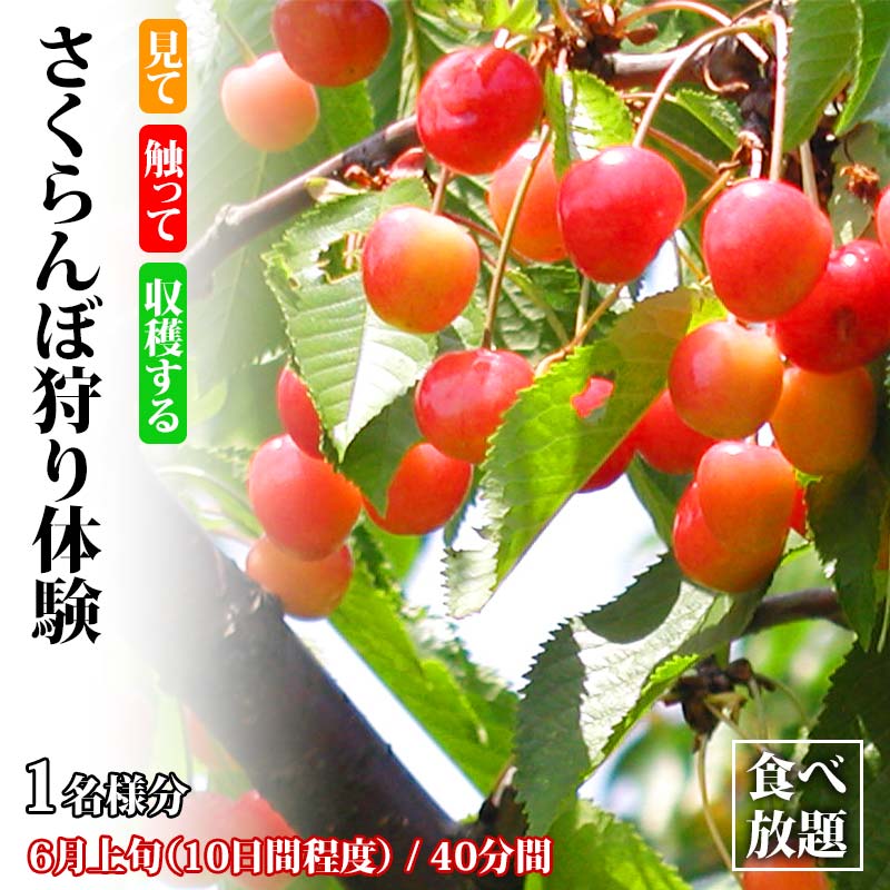 さくらんぼ狩り体験 食べ放題 1名様分 さくらんぼ狩り フルーツ狩り くだもの狩り もぎたて さくらんぼ サクランボ フルーツ 果物 くだもの 体験 能登半島地震復興支援