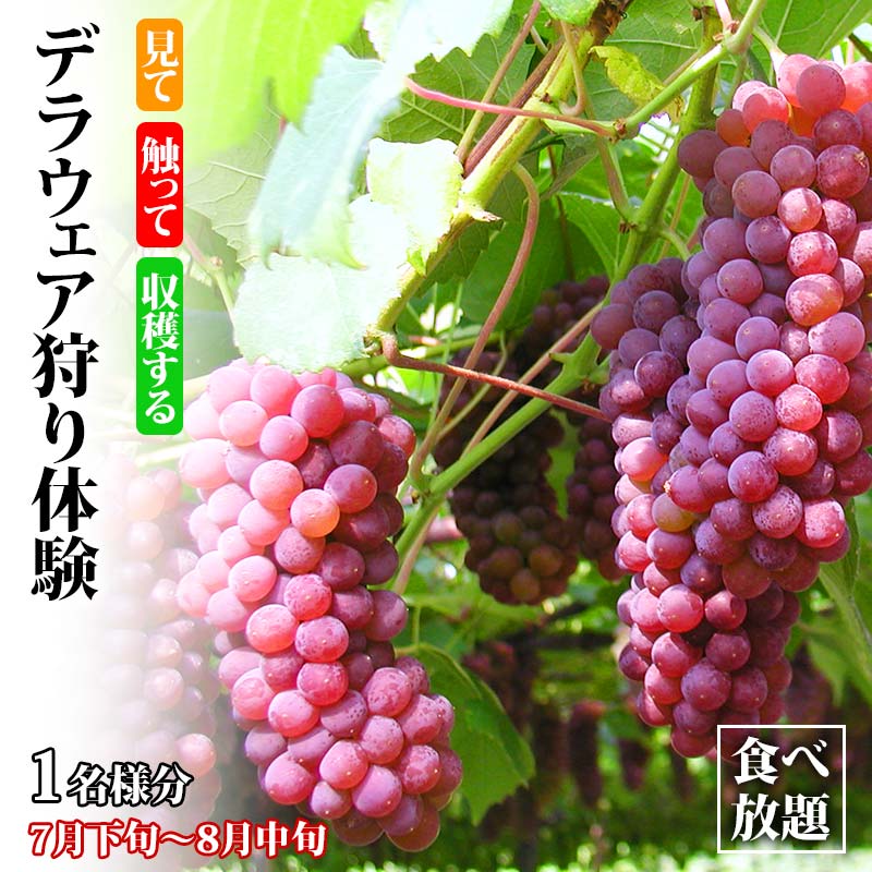 【ふるさと納税】デラウェア狩り体験 食べ放題 1名様分 デラウェア狩り ぶどう狩り フルーツ狩り くだもの狩りデラウェア ぶどう ブドウ 葡萄 フルーツ 果物 くだもの 体験 能登半島地震復興支援 F6P-1809