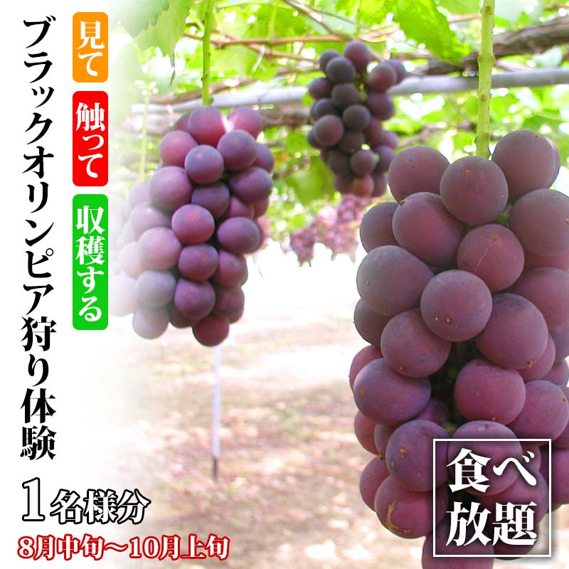【ふるさと納税】ブラックオリンピア狩り体験 食べ放題 1名様分 ブラックオリンピア 狩り フルーツ狩り くだもの狩り ぶどう ブドウ 葡萄 果物 くだもの 体験 能登半島地震復興支援 F6P-1810