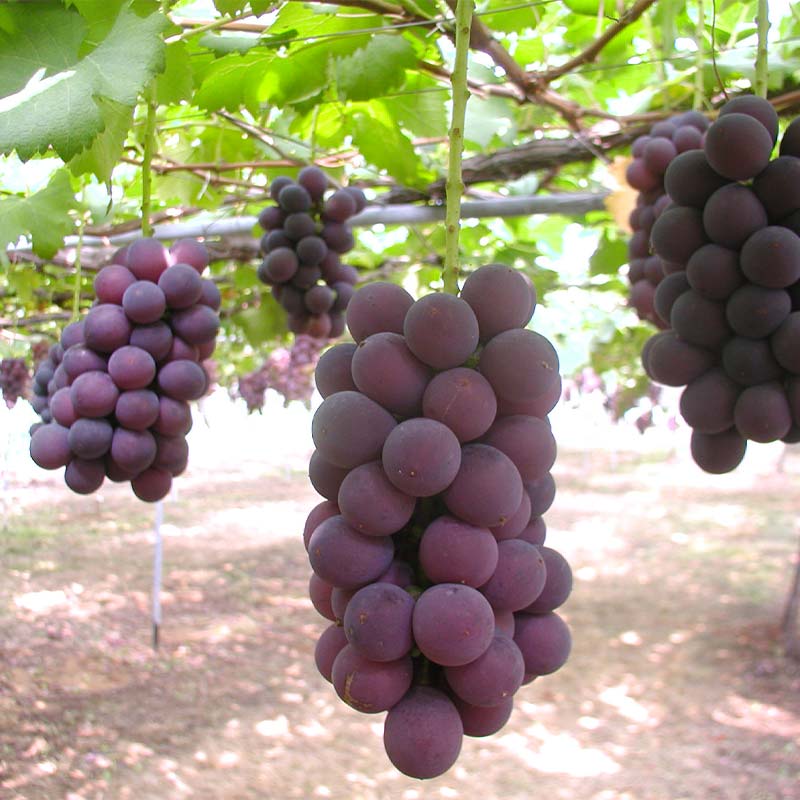 【ふるさと納税】ブラックオリンピア狩り体験 食べ放題 1名様分 ブラックオリンピア 狩り フルーツ狩り くだもの狩り ぶどう ブドウ 葡萄 果物 くだもの 体験 能登半島地震復興支援 F6P-1810