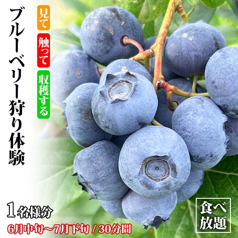 【ふるさと納税】ブルーベリー狩り体験 食べ放題 1名様分 ブルーベリー狩り フルーツ狩り くだもの狩り もぎたて ブルーベリー ベリー 葡萄 フルーツ 果物 くだもの 体験 能登半島地震復興支援 F6P-1811