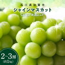 【ふるさと納税】シャインマスカット約1kg 石川県加賀市産(ご家庭用) シャインマスカット マスカット ぶどう ブドウ 葡萄 デザート フルーツ 果物 くだもの 果実 食品 F6P-2629