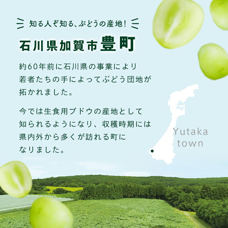【ふるさと納税】シャインマスカット約1kg 石川県加賀市産（ご家庭用） シャインマスカット マスカット ぶどう ブドウ 葡萄 デザート フルーツ 果物 くだもの 果実 食品 F6P-2629