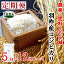 8位! 口コミ数「0件」評価「0」[A200] 《減農薬・減肥料》エコ栽培こしひかり「のと米プレミアム」精米5kg×12回定期便コース