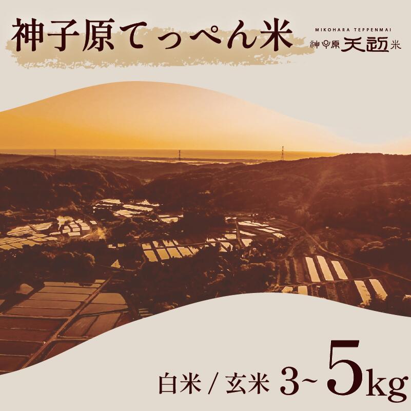 数量限定 新米 こしひかり 精米 玄米 5kg 3kg 神子原 てっぺん米 令和7年産 こだわり もっちり 甘み 食味ランクS 最高評価 ご飯 ごはん おいしい 美味しい 神子原てっぺん米 神子原頂上米 石川県 石川 能登 羽咋 支援 応援 復興応援 復興支援 お米 米 白米