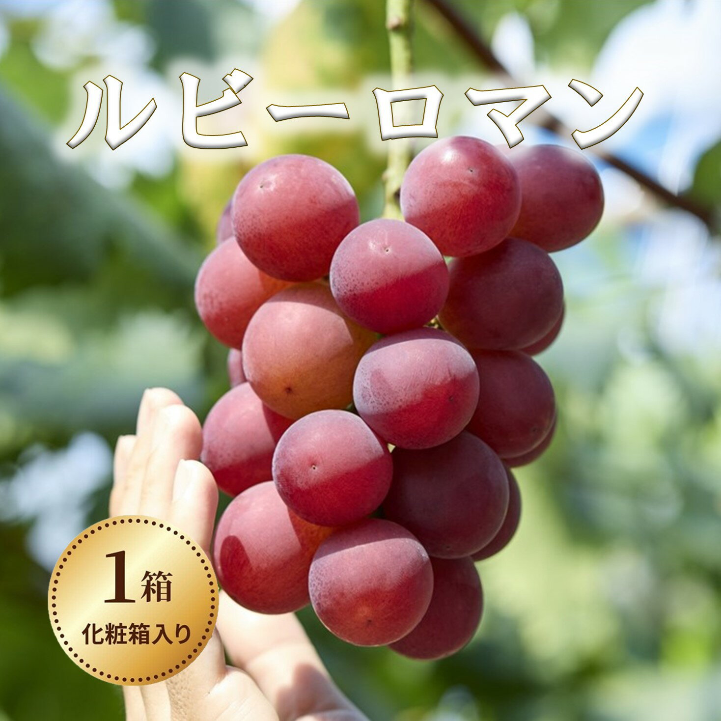 1位! 口コミ数「1件」評価「5」令和6年度発送【能登半島地震復興支援】ルビーロマン 1箱　化粧箱入り　贈答にも　石川県最高級ぶどう