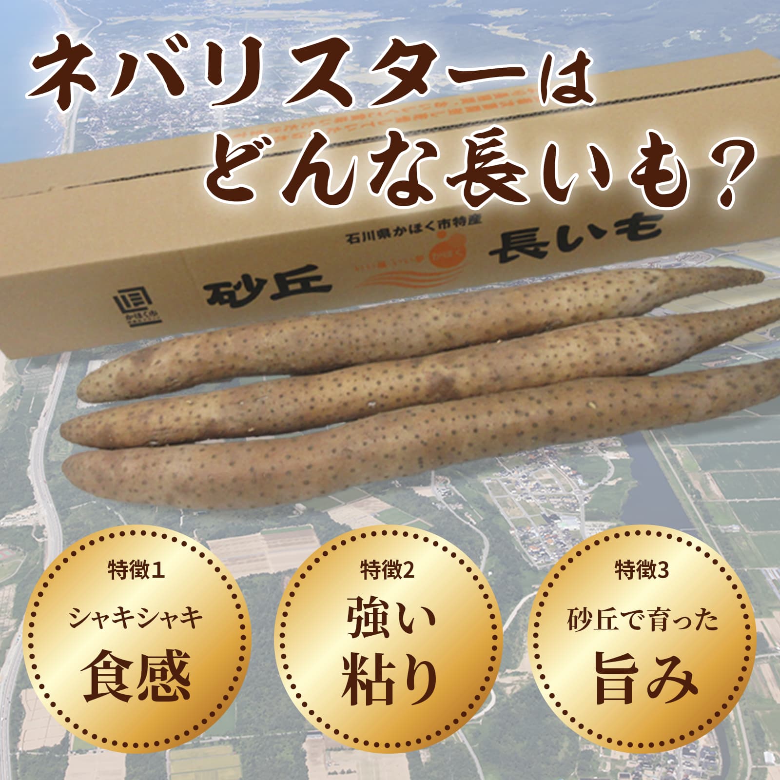 【ふるさと納税】【能登半島地震復興支援】長いも「ネバリスター」 1箱