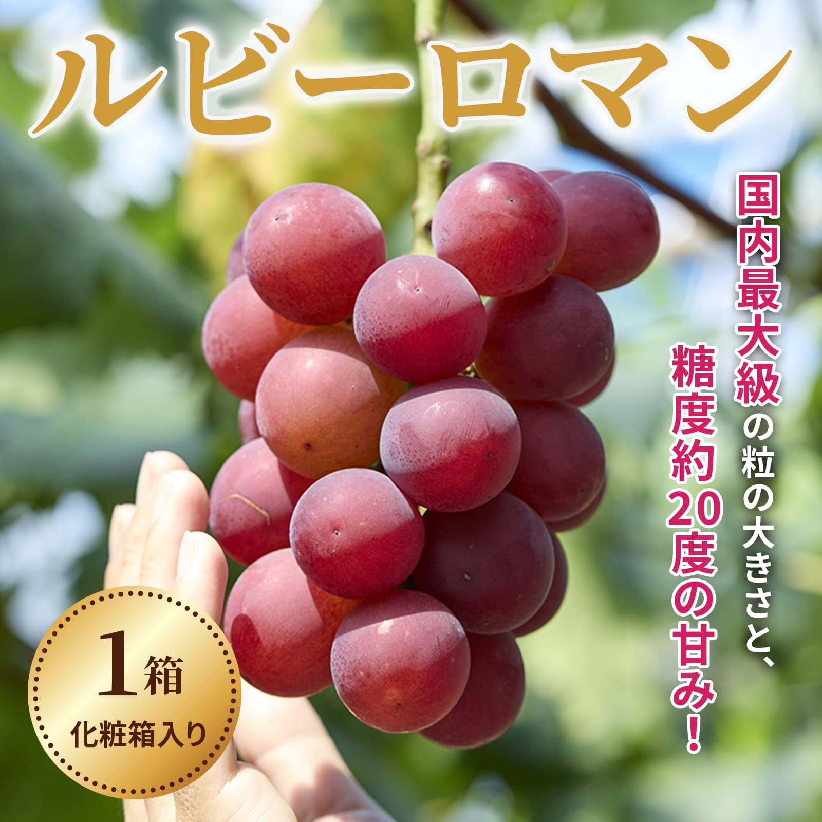 令和6年度発送【ふるさと納税】【能登半島地震復興支援】ルビーロマン 1箱　化粧箱入り　贈答にも　石川県最高級ぶどう