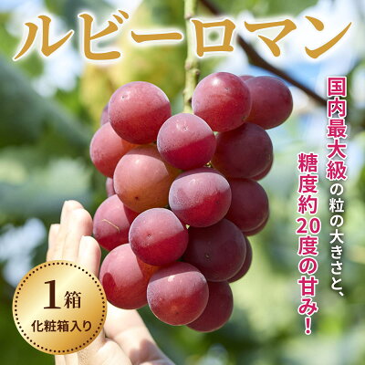 楽天ふるさと納税　令和6年度発送【ふるさと納税】【能登半島地震復興支援】ルビーロマン 1箱　化粧箱入り　贈答にも　石川県最高級ぶどう