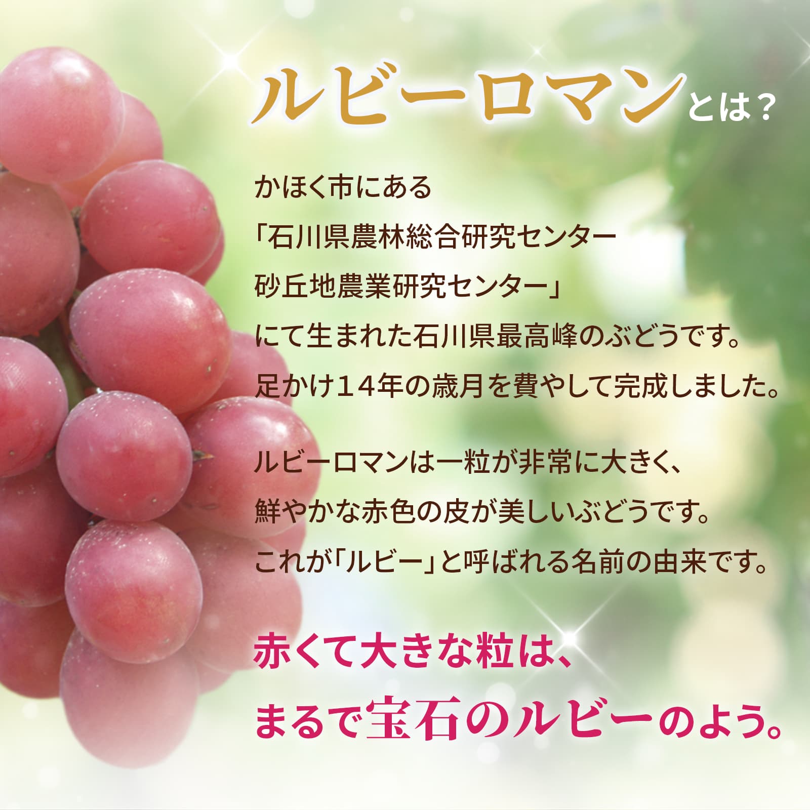 令和6年度発送【ふるさと納税】【能登半島地震復興支援】ルビーロマン 1箱　化粧箱入り　贈答にも　石川県最高級ぶどう