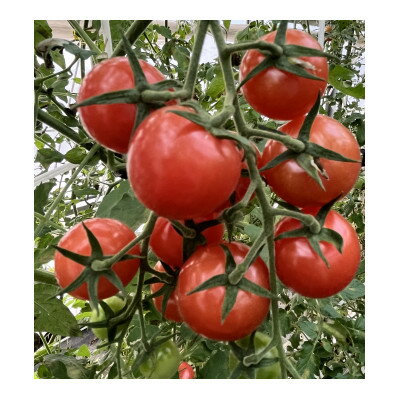 [朝どり直送]何個でも食べられちゃう・甘酸っぱいピンク色のミニトマト 1.2kg 8パック[配送不可地域:離島・北海道・沖縄県]