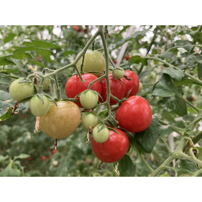 【ふるさと納税】【朝どり直送】おやつ感覚で食べられちゃう・甘いミディトマト 1.2kg(150g×8パック)【配送不可地域:離島・北海道・沖縄県】【157981...