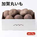 【ふるさと納税】令和6年度産 加賀丸いも 4.2kg 野菜 野菜セット 特産品 芋 お届け:2025年11月下旬~2026年1月末まで