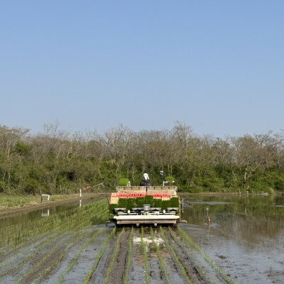 【ふるさと納税】【令和7年産】石川県産コシヒカリ「まっしろぺっぺ」精米 10kg【1702690】