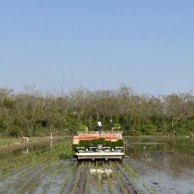 【ふるさと納税】【令和7年産】石川県産コシヒカリ「まっしろぺっぺ」精米 20kg【1702691】