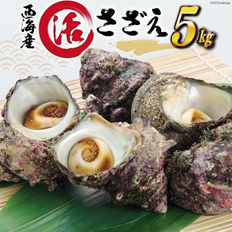 【ふるさと納税】西海産・活さざえ5Kg [JF西海 石川県 志賀町 AM4187] サザエ さざえ 5キロ 期間限定のサムネイル