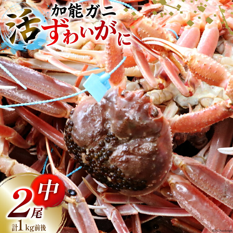 活）加能ガニ中（ずわいがに）2尾【漁獲次第発送】 / JF西海（石川県漁業協同組合西海支所） / 石川県 志賀町 [AM4199]