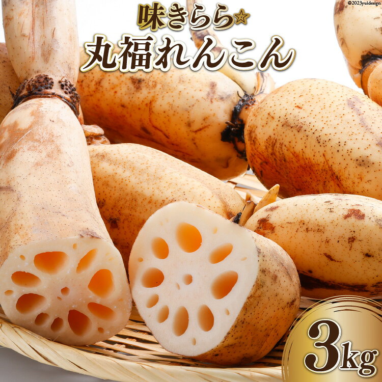 味きらら☆丸福れんこん（3kg） [有限会社 福田農園 石川県 志賀町 CE1008] 野菜 根菜 レンコン 産地直送 冬野菜 シャキシャキ