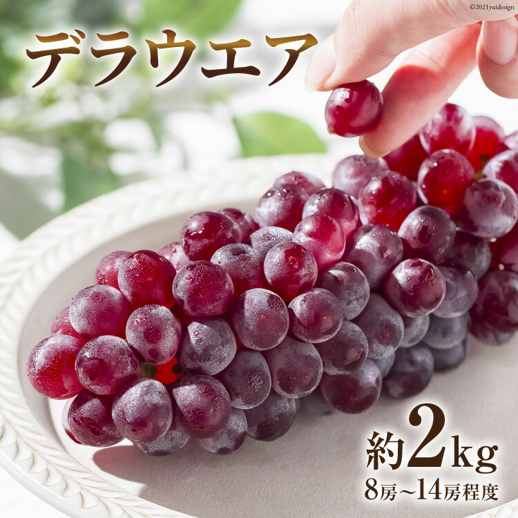 【ふるさと納税】先行予約 種なし ぶどう デラウエア 約2kg 8房～14房 [はくい農業協同組合 石川県 宝達志水町 38600685] フルーツ 果物 ブドウ 葡萄 種無しのサムネイル