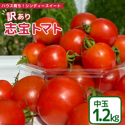 【 訳あり 】 志宝トマト シンディスイート 中玉 1.2kg [モアショップヤマモト 石川県 宝達志水町 38600593] 不揃い 規格外 野菜 トマト とまと 石川県産