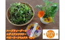 【ふるさと納税】食用花 スペシャルセット ハーブティブーケ1束・エディブルフラワー 約30g・ベビーリーフミックス 約150g or ハーブミックス約150g ...