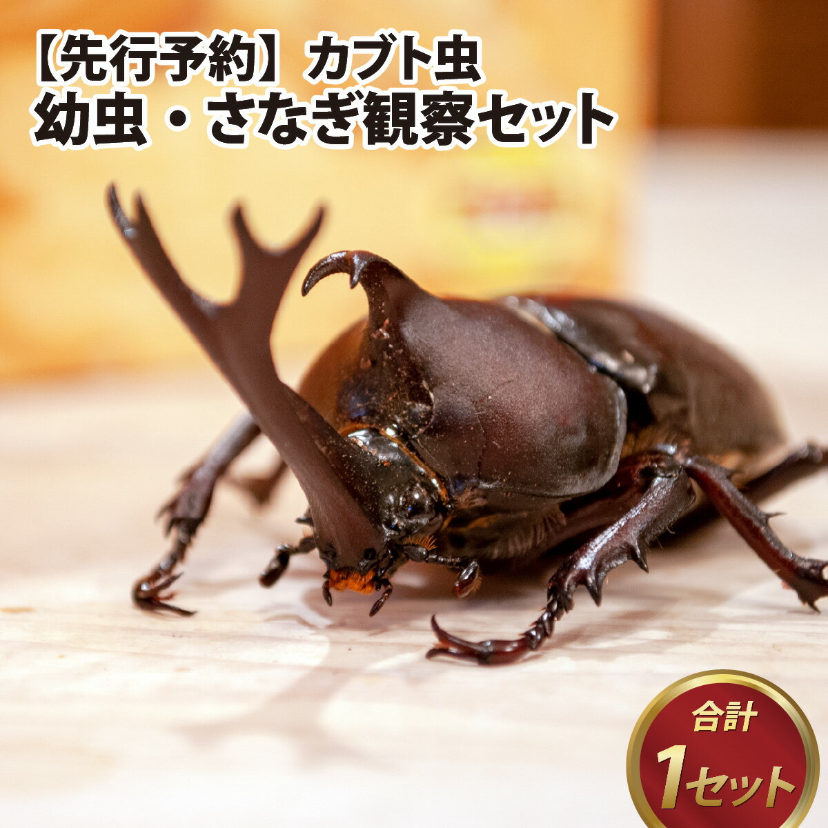 【先行予約】 【ふるさと納税】カブト虫 幼虫・さなぎ観察セット【2025年4月上旬順次発送】 / カブト虫 幼虫 さなぎ 観察 セット エサマット 生体 自然 研究 体験 虫 福井県 福井市 カブトムシ…