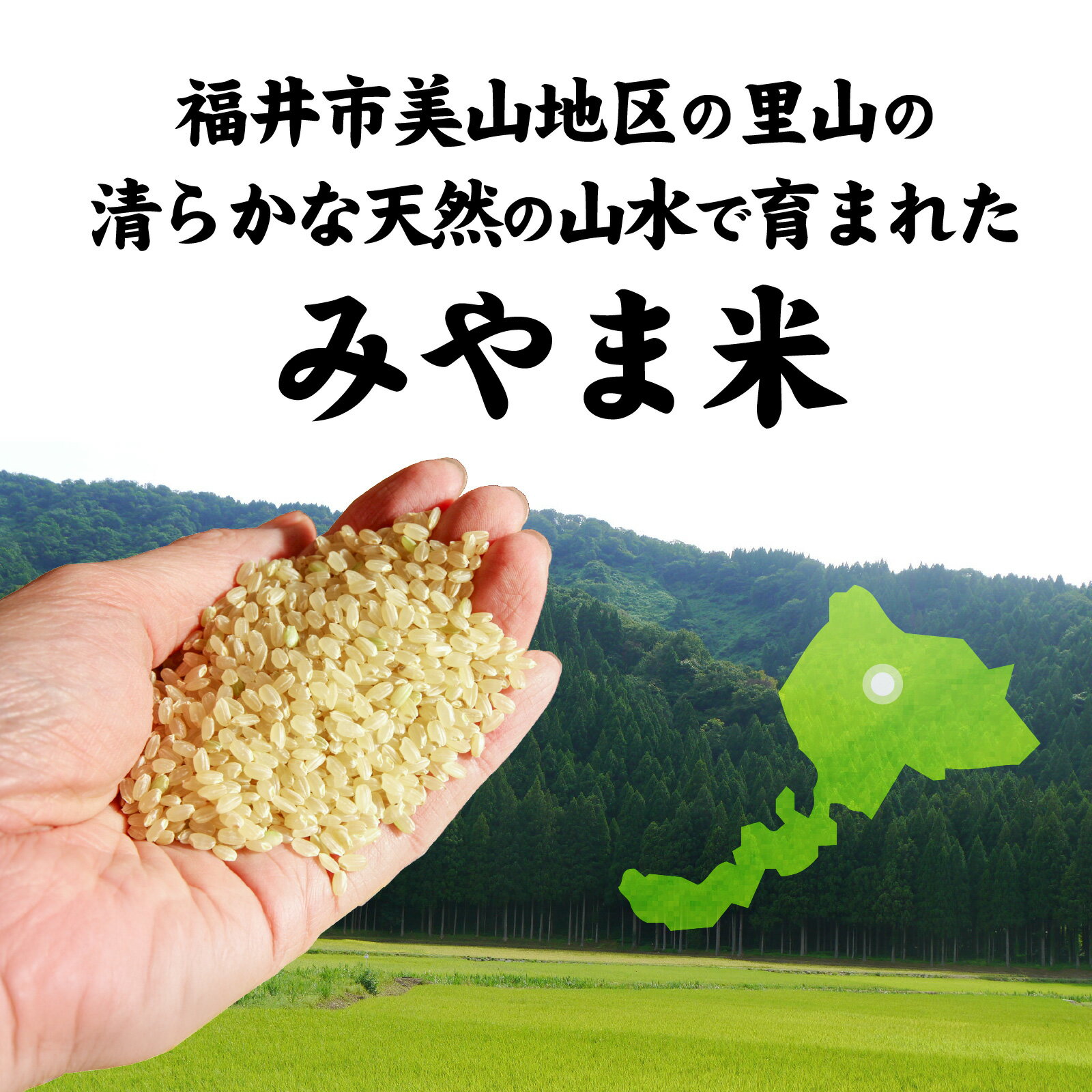 【ふるさと納税】新米 令和7年産 福井市産コシヒカリ みやま米 選べる3kg 5kg 選べる配送回数【天然の山水だけで育てたお米】/ 米 こしひかり 福井県 福井市 無洗米 令和7年 令和七年 7年産 7年 こめ コメ 12か月 [A-168003]